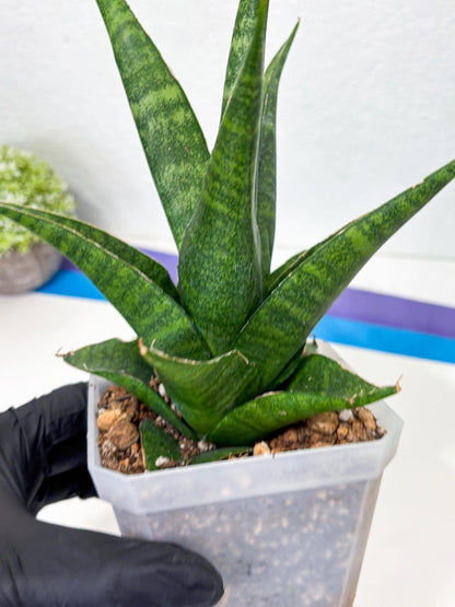 sansevieria jayaprana (Ha6) (17) | Import