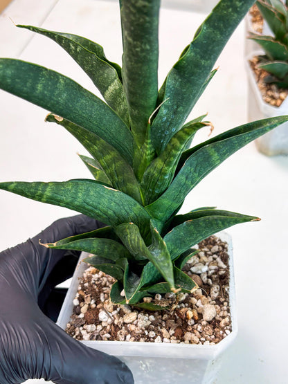 Sansevieria NO Name (Ha6) (19) | Rare Hybrid Snake plant