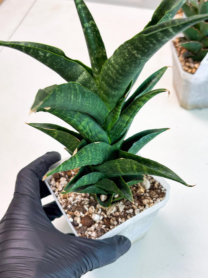 Sansevieria NO Name (Ha6) (19) | Rare Hybrid Snake plant