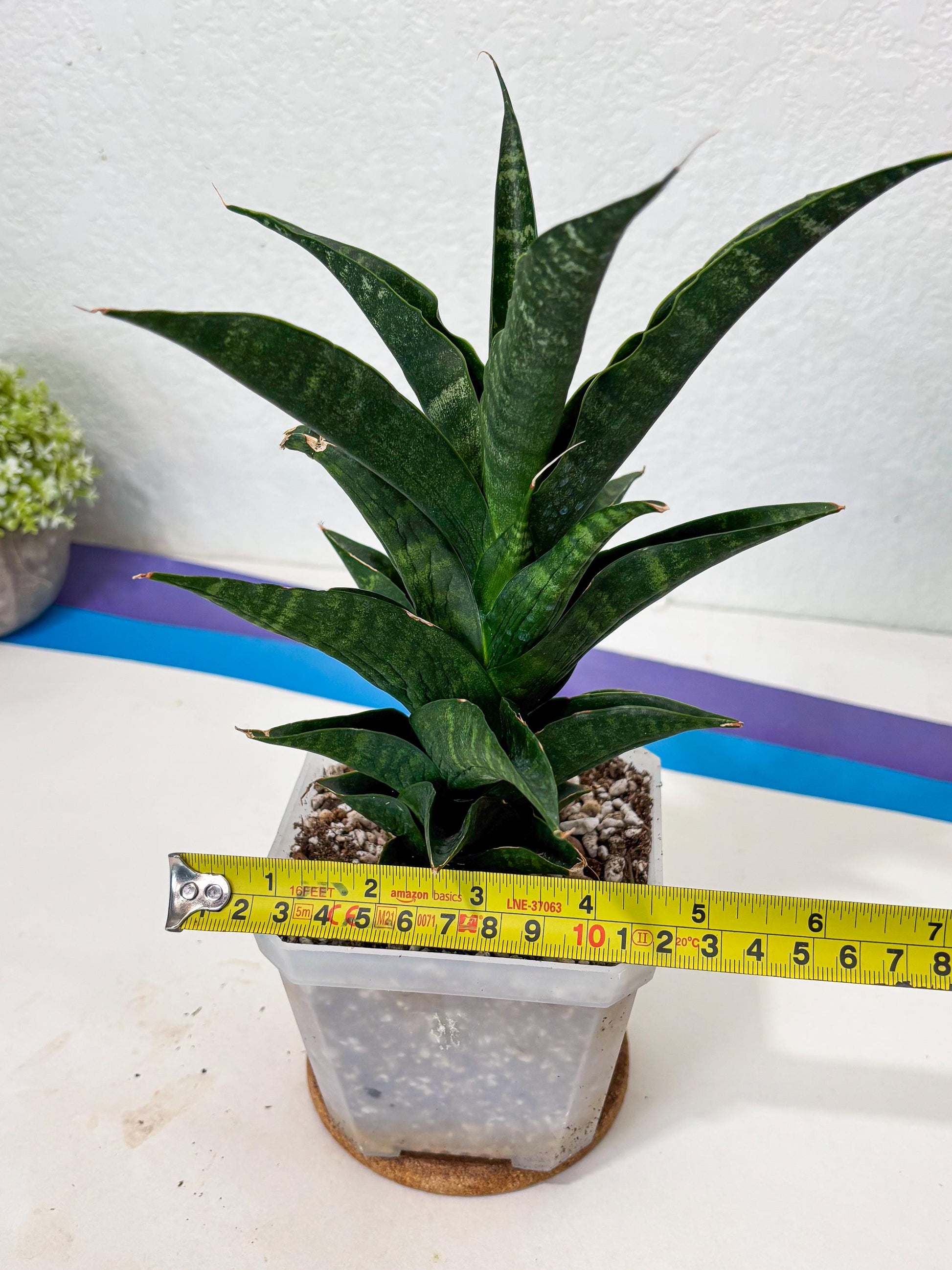 Sansevieria NO Name (Ha6) (19) | Rare Hybrid Snake plant