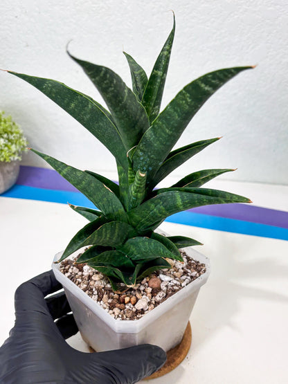 Sansevieria NO Name (Ha6) (19) | Rare Hybrid Snake plant