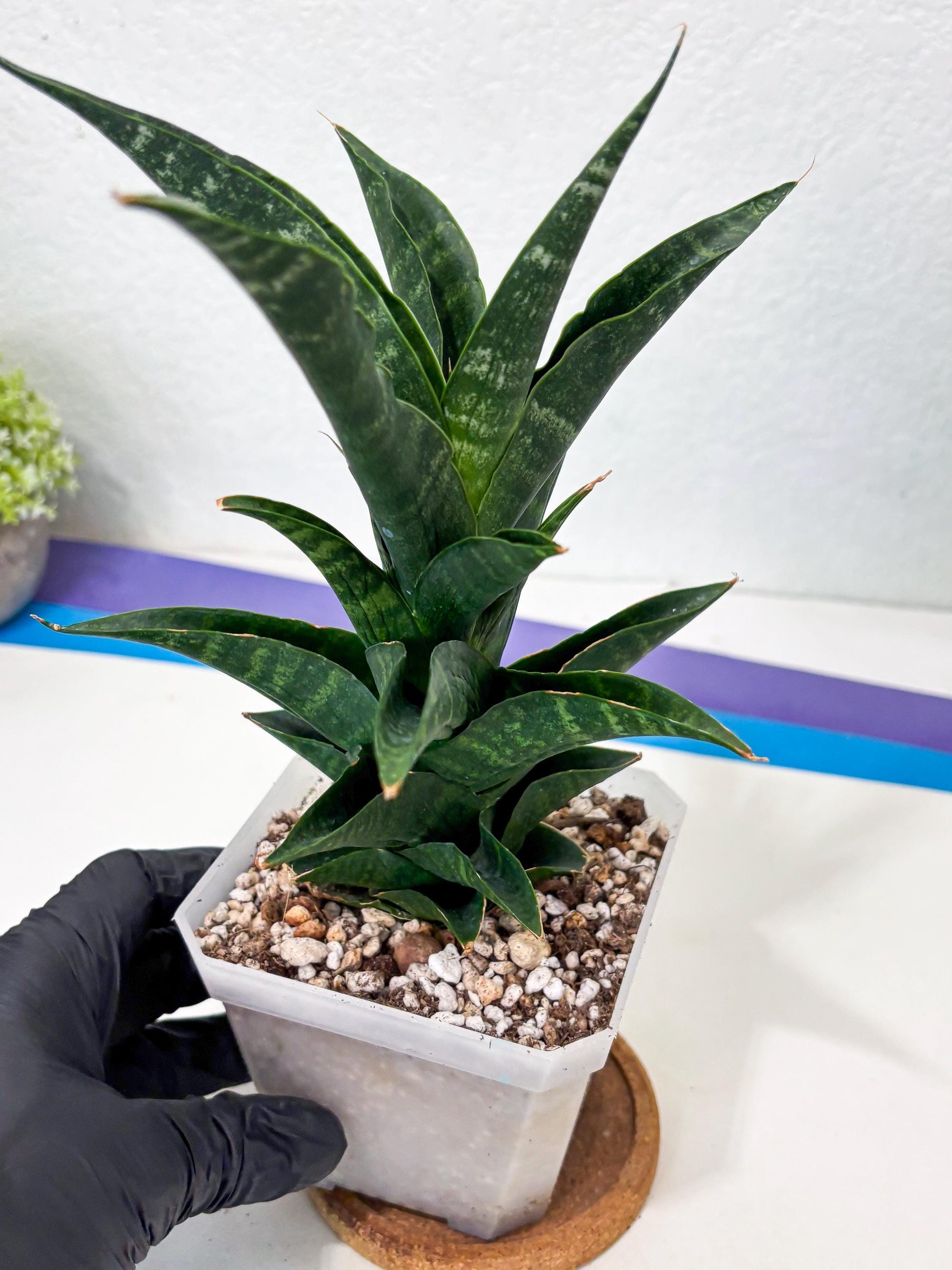 Sansevieria NO Name (Ha6) (19) | Rare Hybrid Snake plant