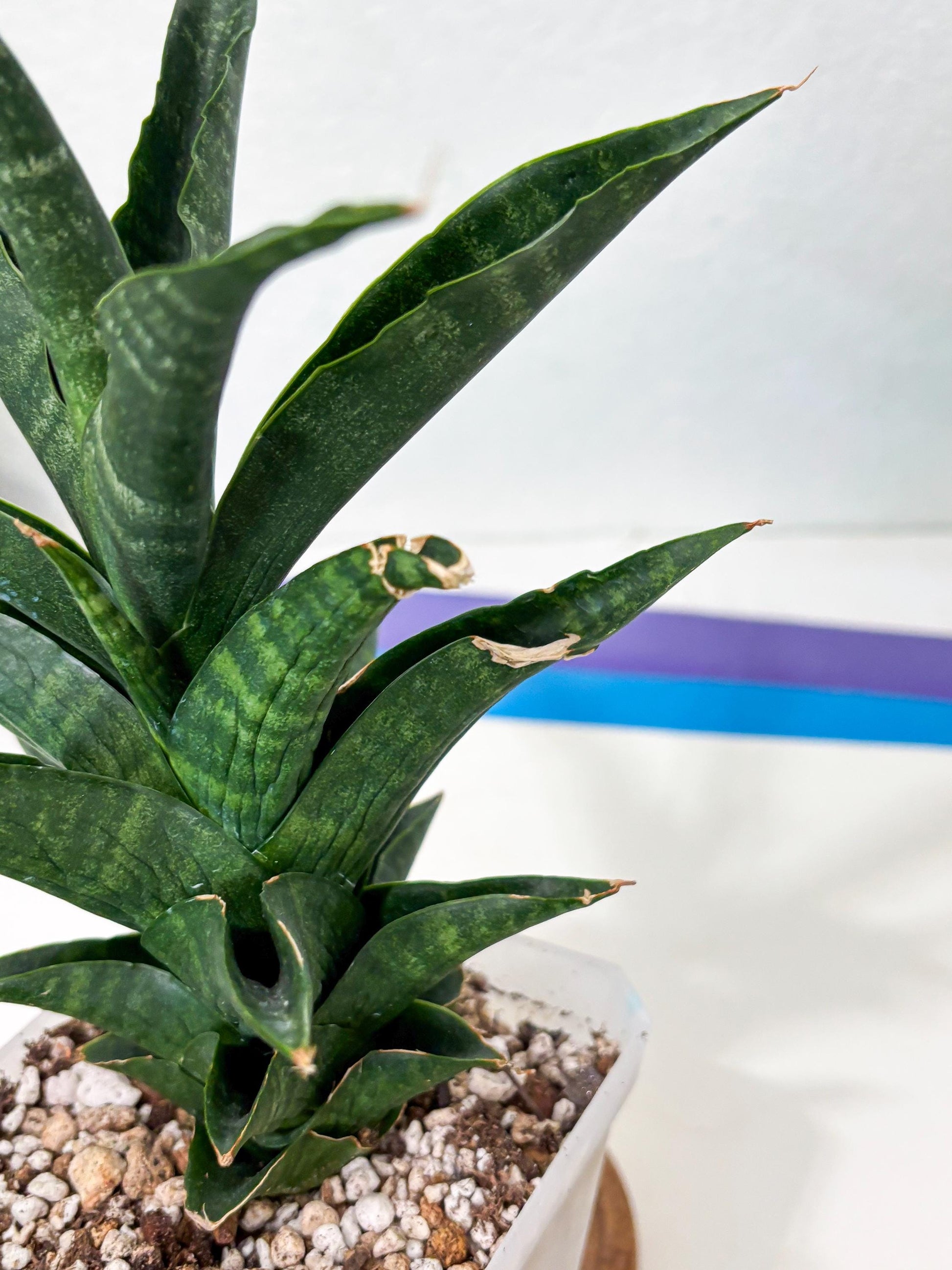 Sansevieria NO Name (Ha6) (19) | Rare Hybrid Snake plant