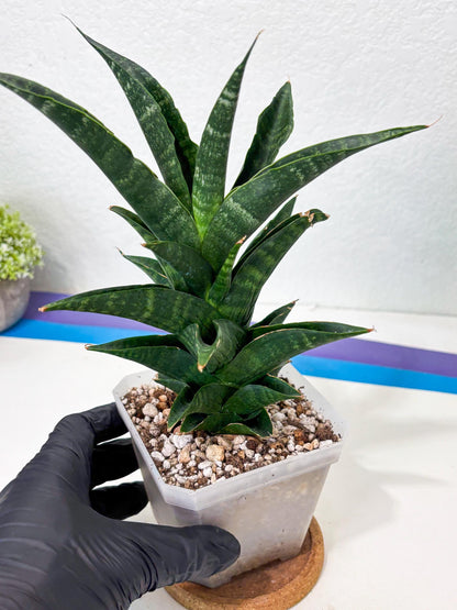 Sansevieria NO Name (Ha6) (19) | Rare Hybrid Snake plant