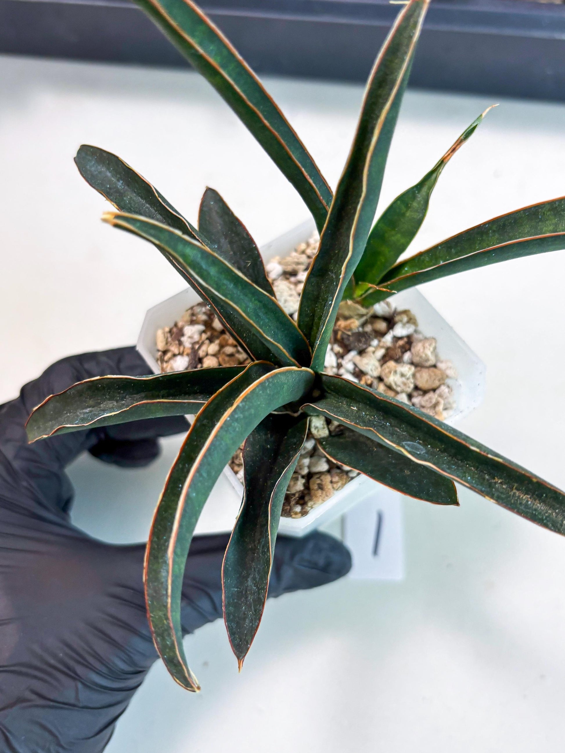 Sansevieria Aethiopica (Ha6) (1) | Imported