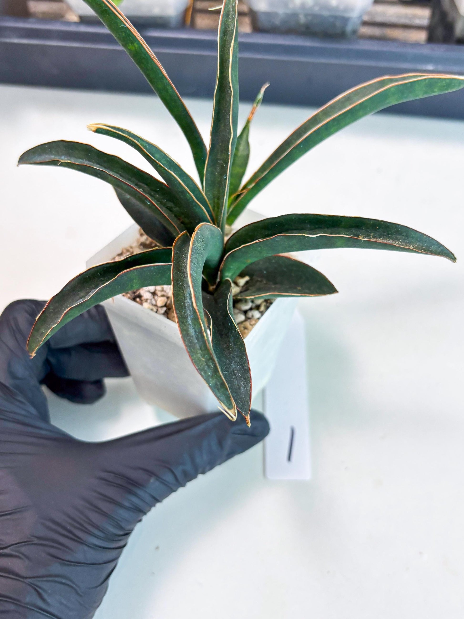 Sansevieria Aethiopica (Ha6) (1) | Imported