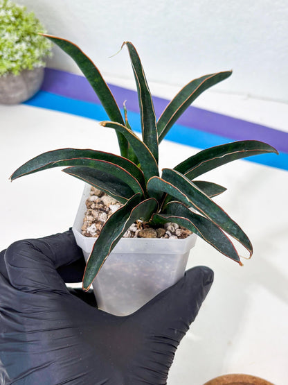 Sansevieria Aethiopica (Ha6) (1) | Imported