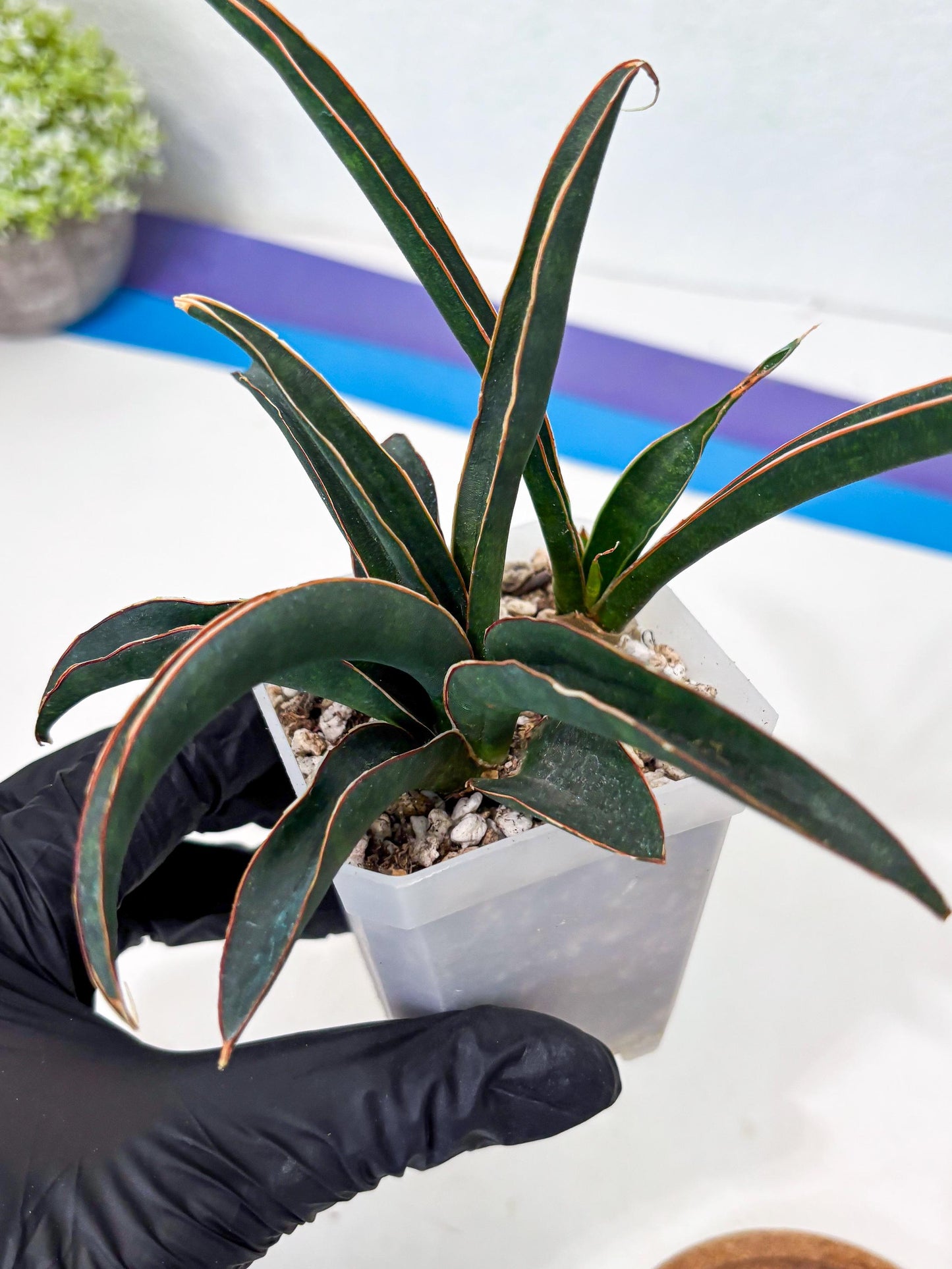 Sansevieria Aethiopica (Ha6) (1) | Imported