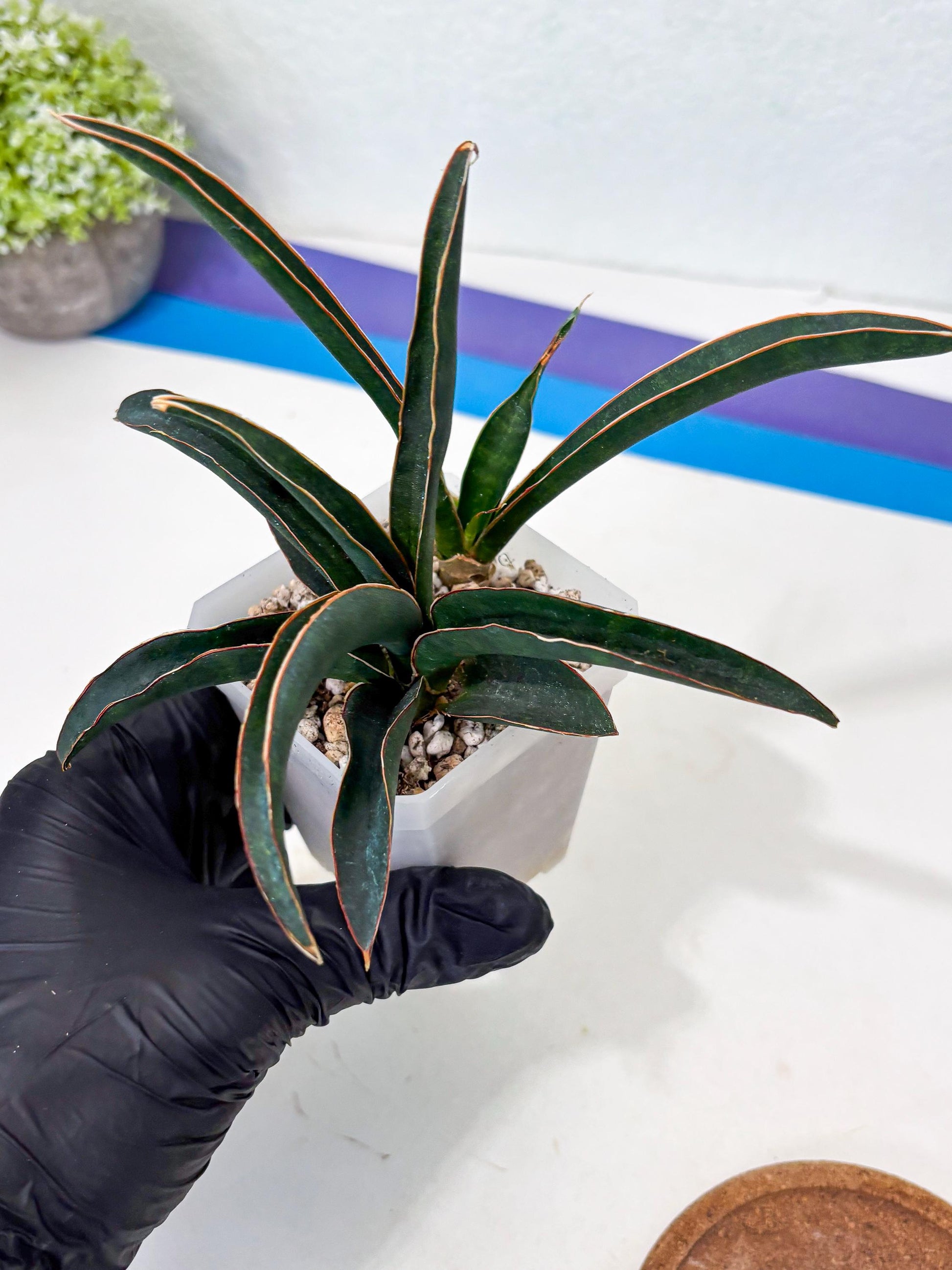 Sansevieria Aethiopica (Ha6) (1) | Imported