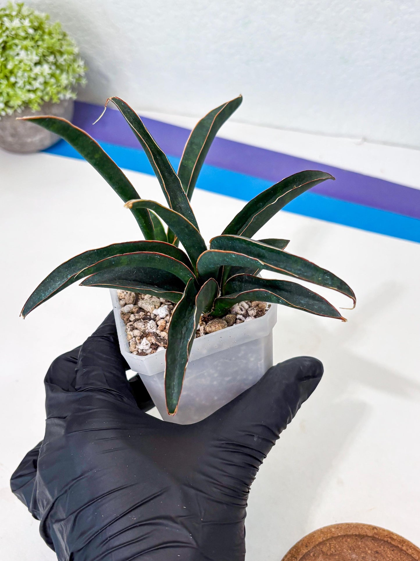 Sansevieria Aethiopica (Ha6) (1) | Imported