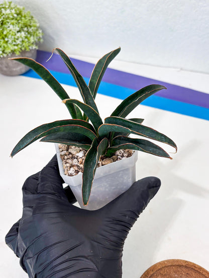 Sansevieria Aethiopica (Ha6) (1) | Imported
