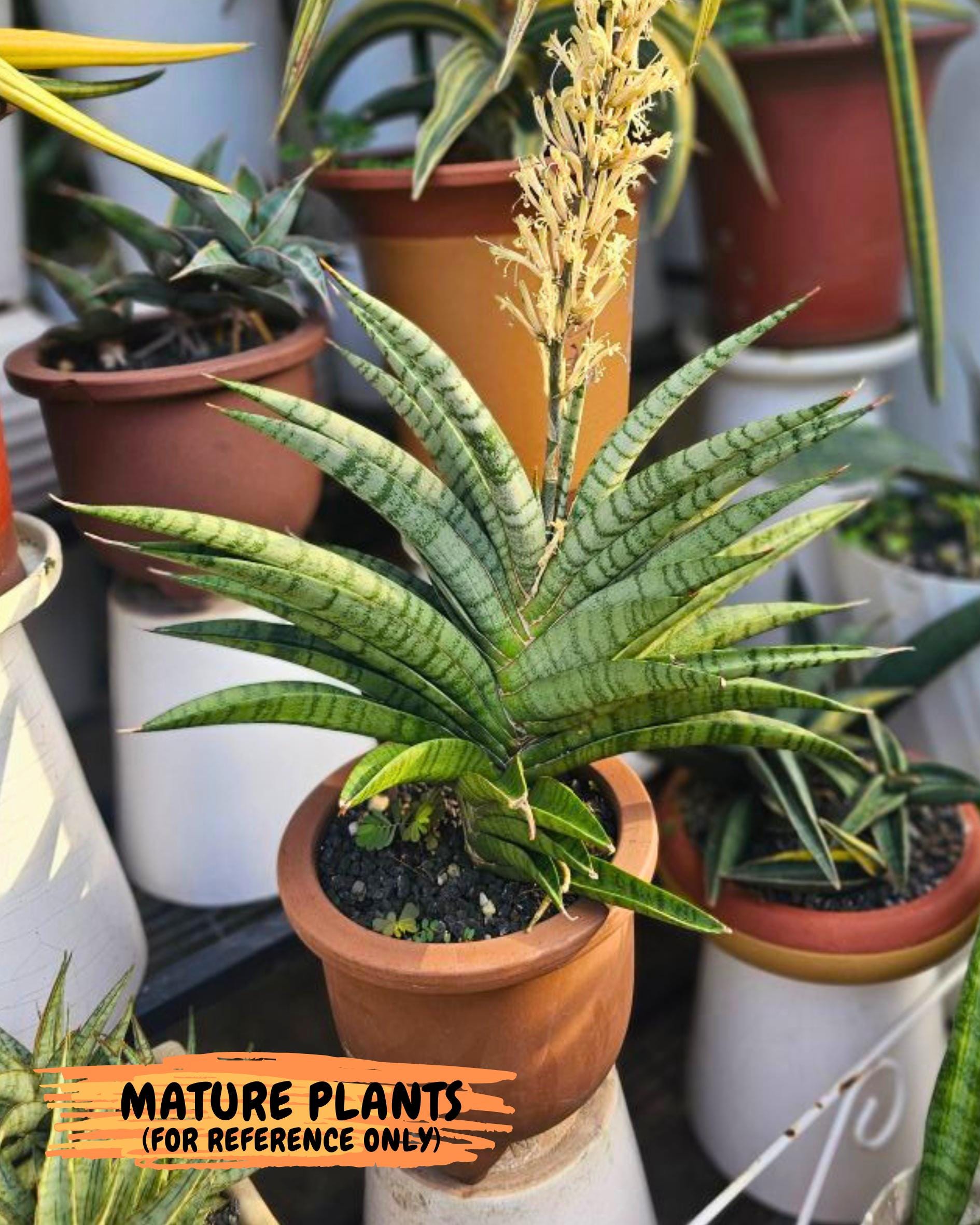 Sansevieria Anita (ba6) (4) | Rare Collection