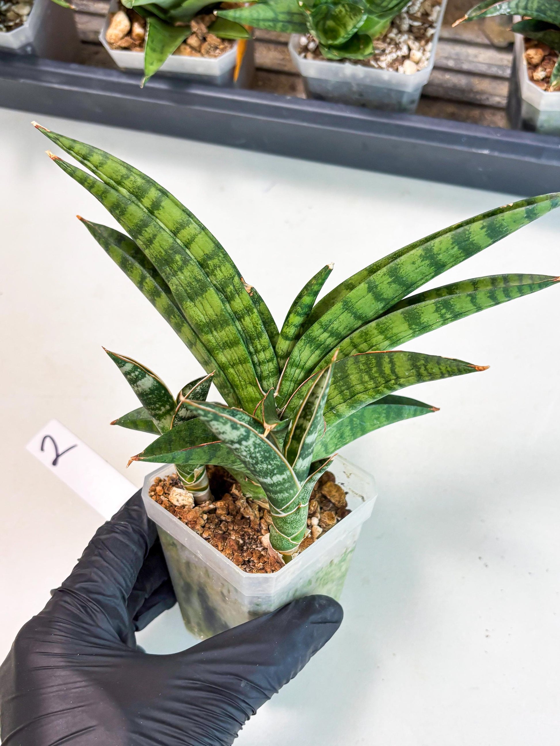 Sansevieria Anita (Ha6) (2) | Imported