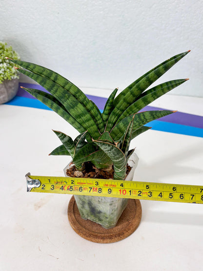 Sansevieria Anita (Ha6) (2) | Imported
