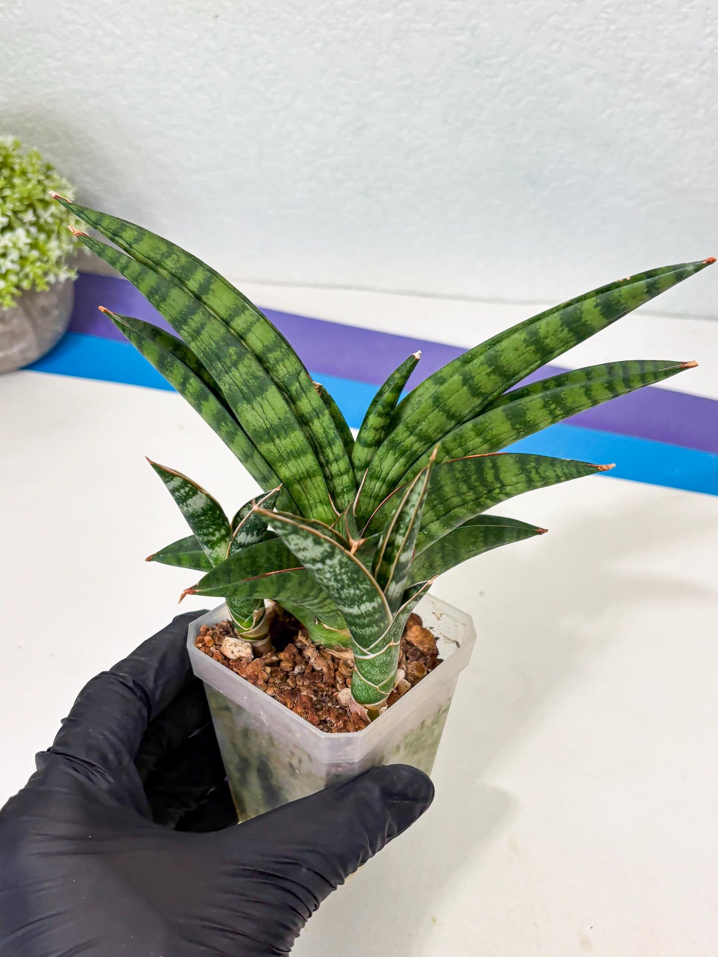 Sansevieria Anita (Ha6) (2) | Imported