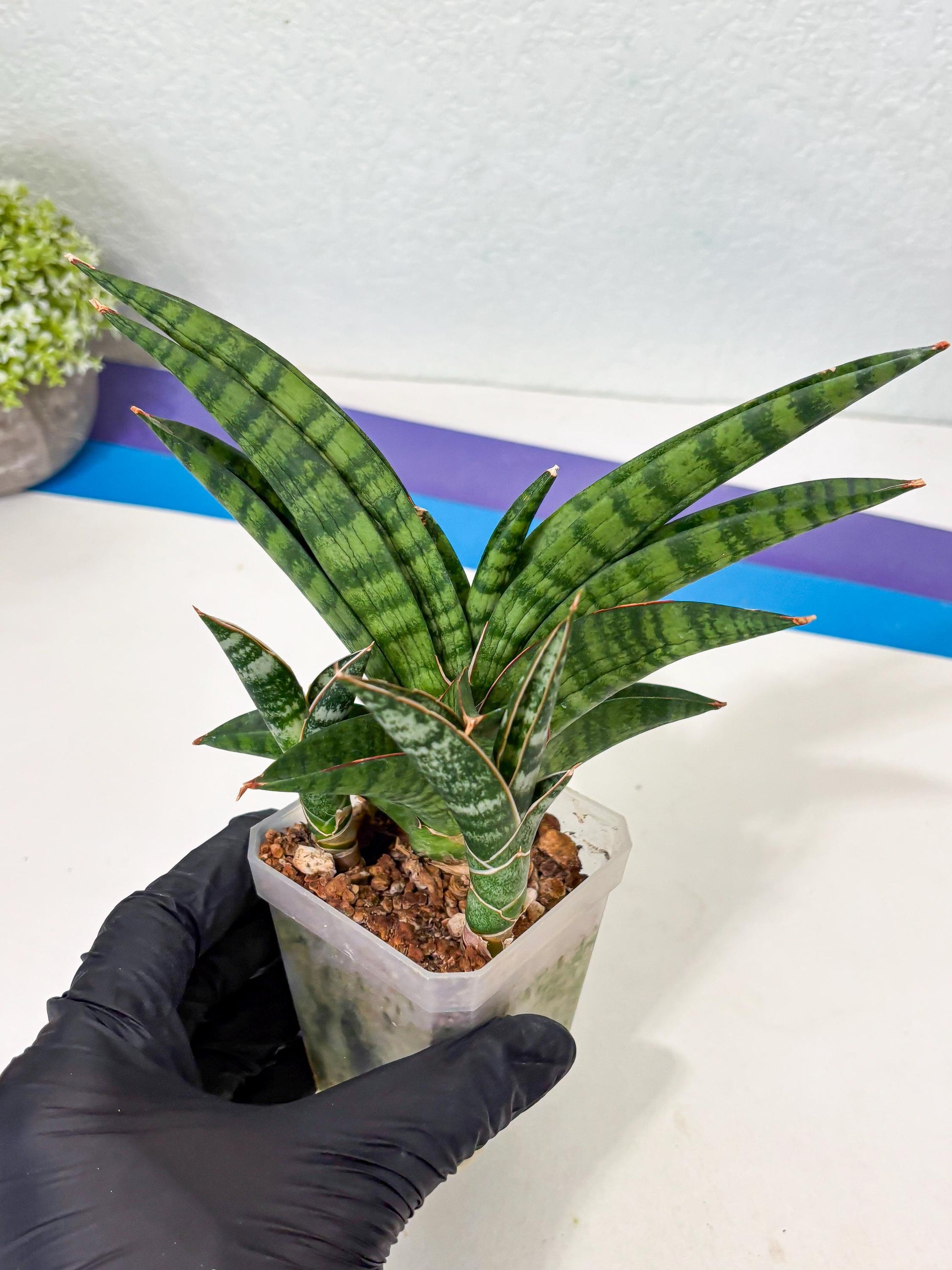 Sansevieria Anita (Ha6) (2) | Imported