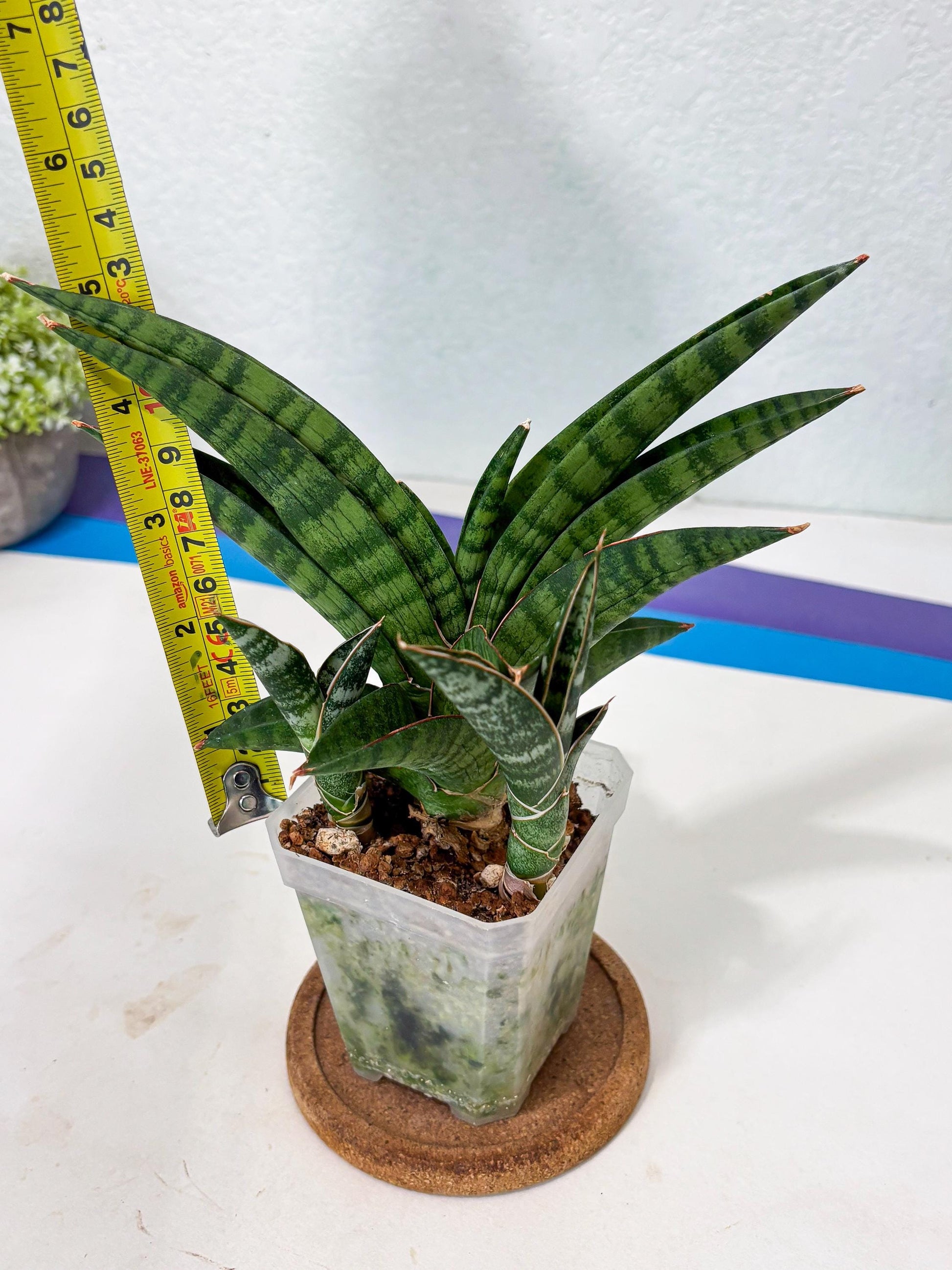 Sansevieria Anita (Ha6) (2) | Imported