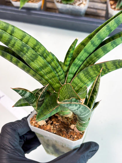 Sansevieria Anita (Ha6) (2) | Imported