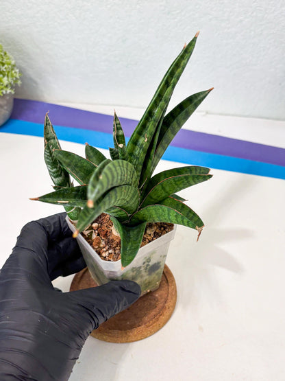 Sansevieria Anita (Ha6) (2) | Imported