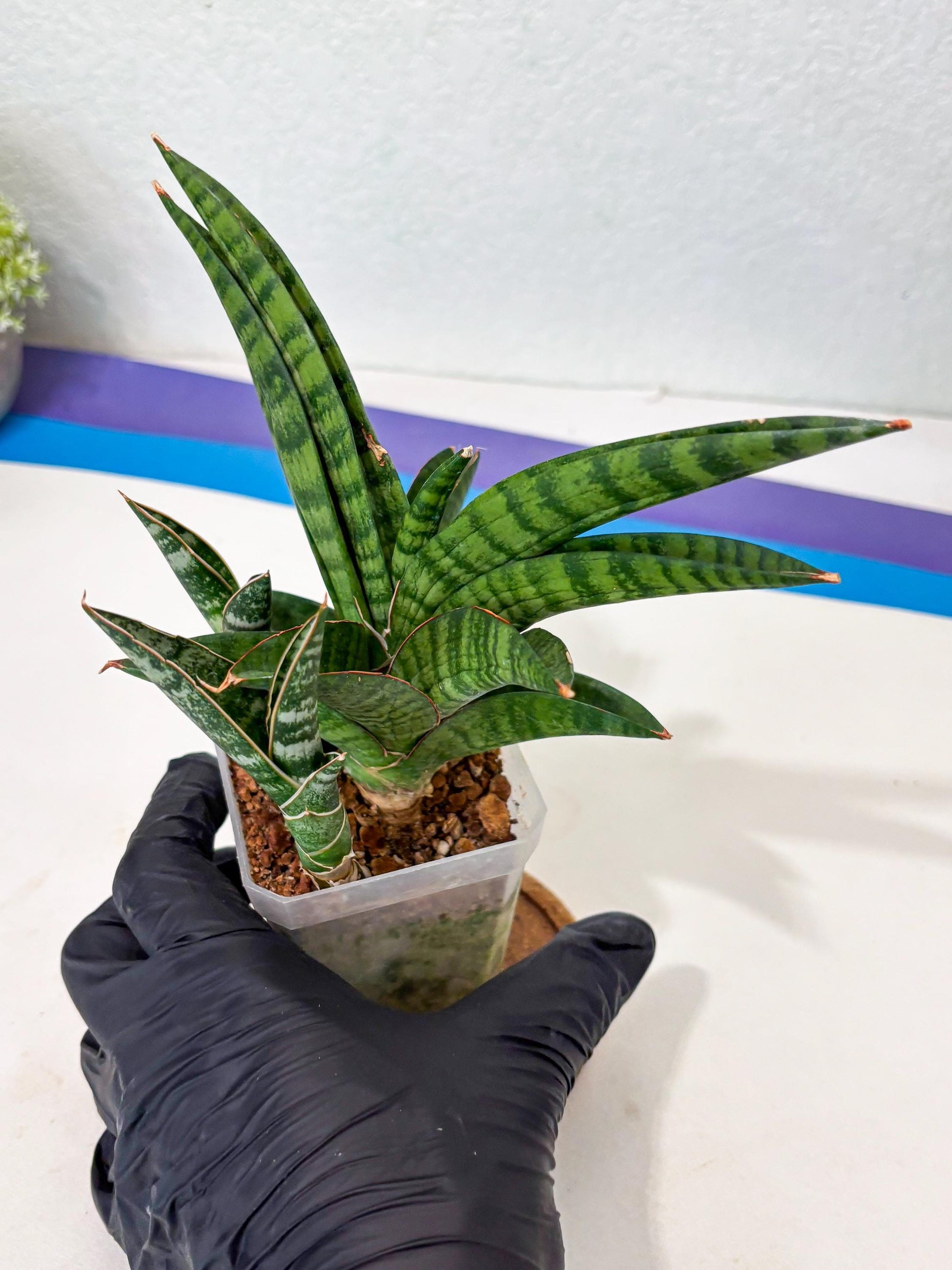 Sansevieria Anita (Ha6) (2) | Imported