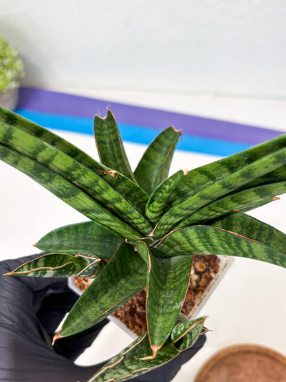 Sansevieria Anita (Ha6) (2) | Imported
