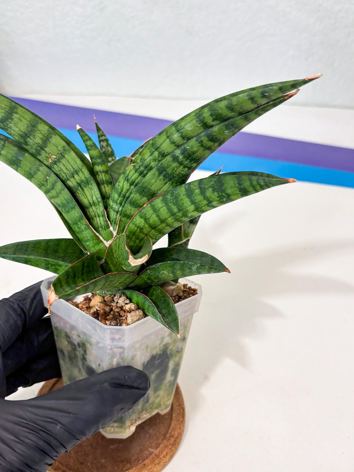 Sansevieria Anita (Ha6) (2) | Imported