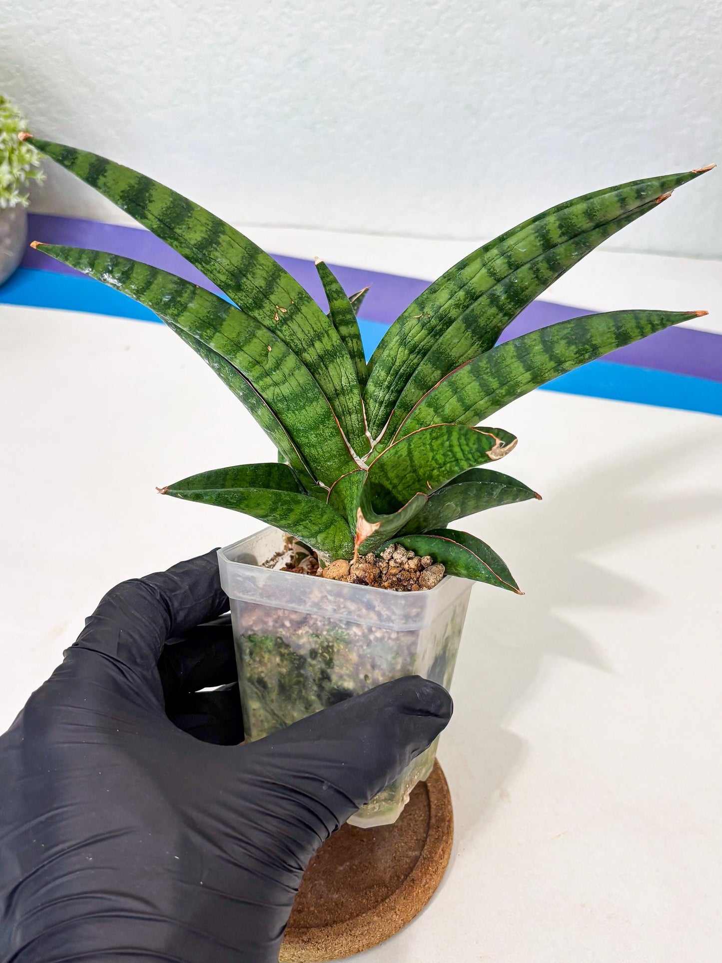 Sansevieria Anita (Ha6) (2) | Imported