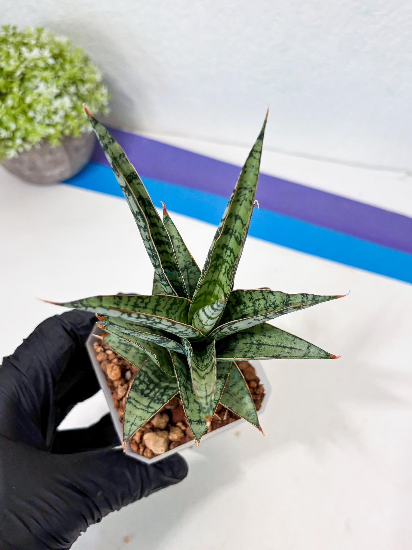 Sansevieria Riyad x spyder (Ha6) (4) | Rare Hybrid Species