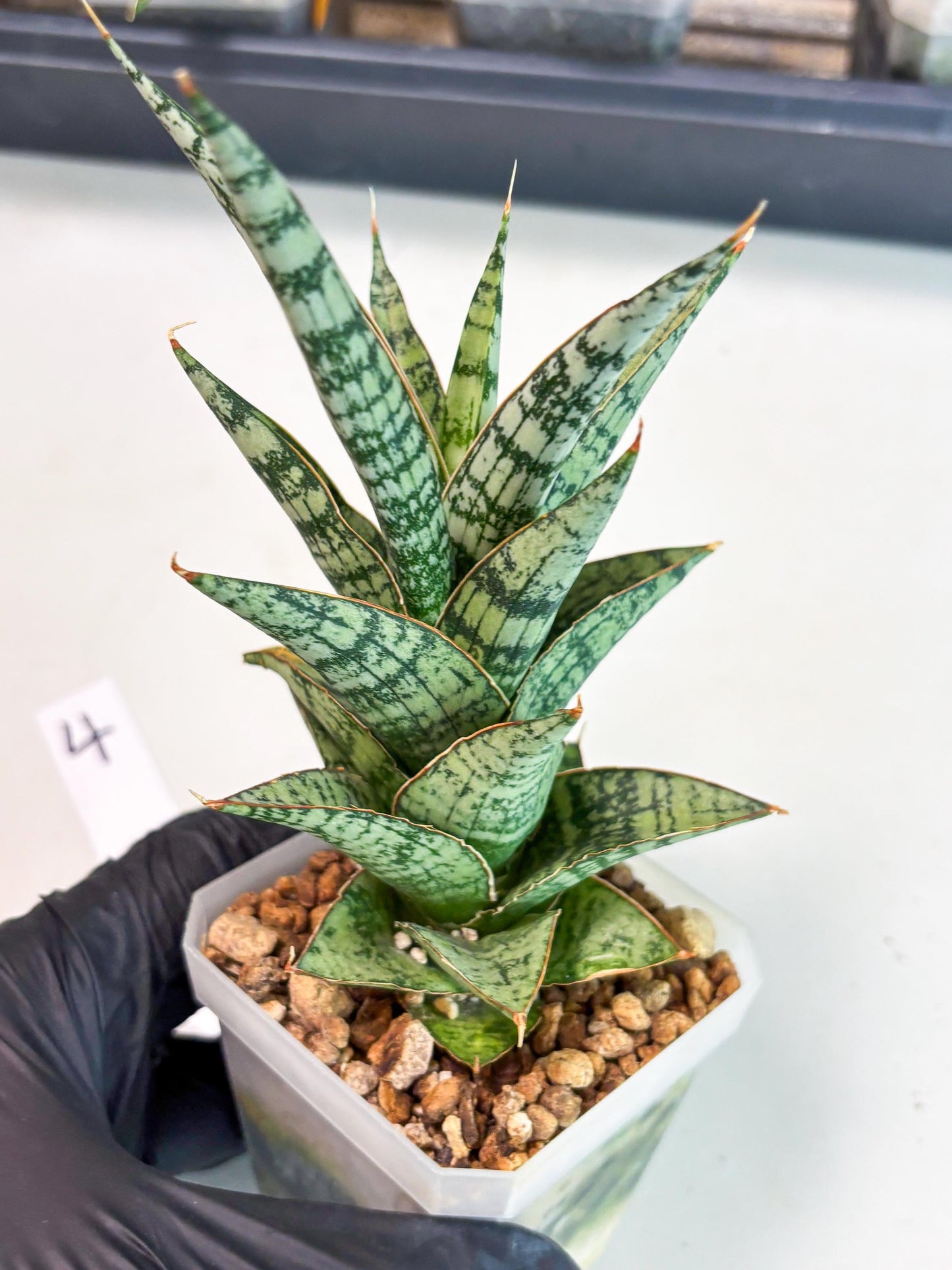 Sansevieria Riyad x spyder (Ha6) (4) | Rare Hybrid Species