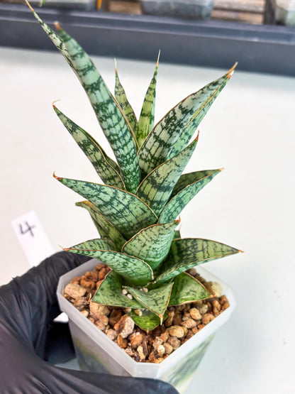 Sansevieria Riyad x spyder (Ha6) (4) | Rare Hybrid Species