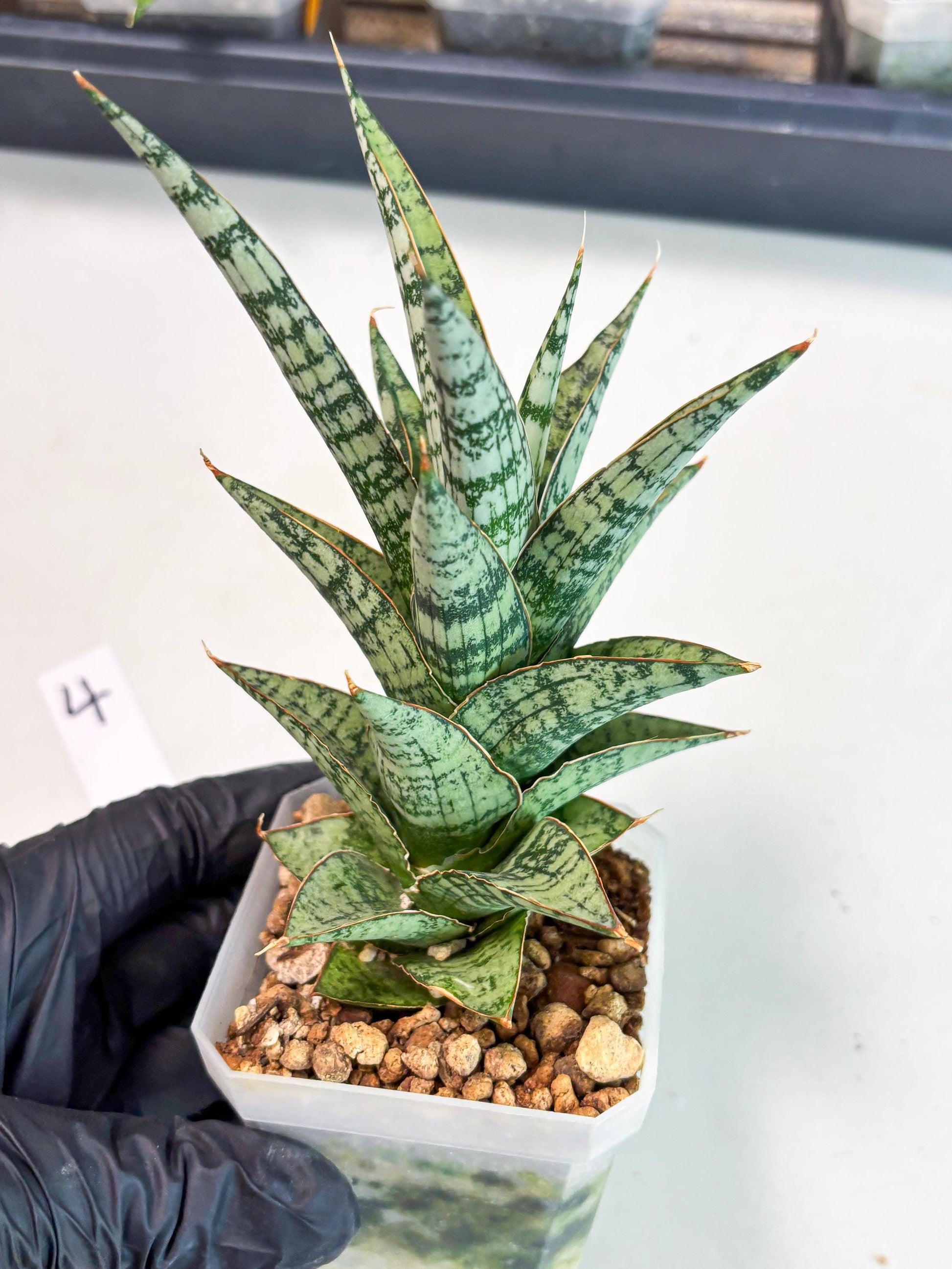 Sansevieria Riyad x spyder (Ha6) (4) | Rare Hybrid Species