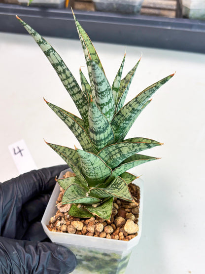 Sansevieria Riyad x spyder (Ha6) (4) | Rare Hybrid Species