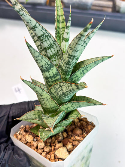 Sansevieria Riyad x spyder (Ha6) (4) | Rare Hybrid Species