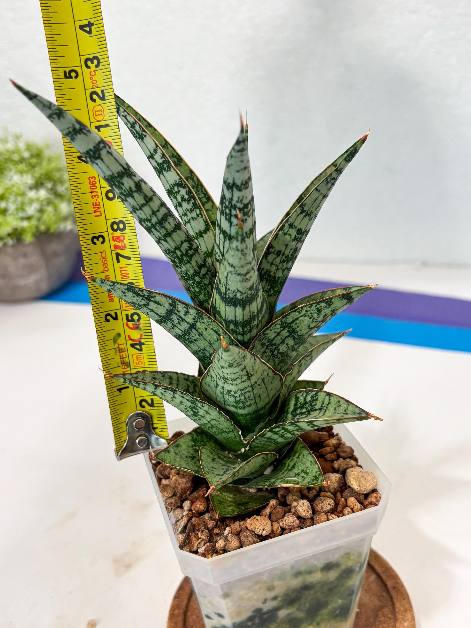 Sansevieria Riyad x spyder (Ha6) (4) | Rare Hybrid Species