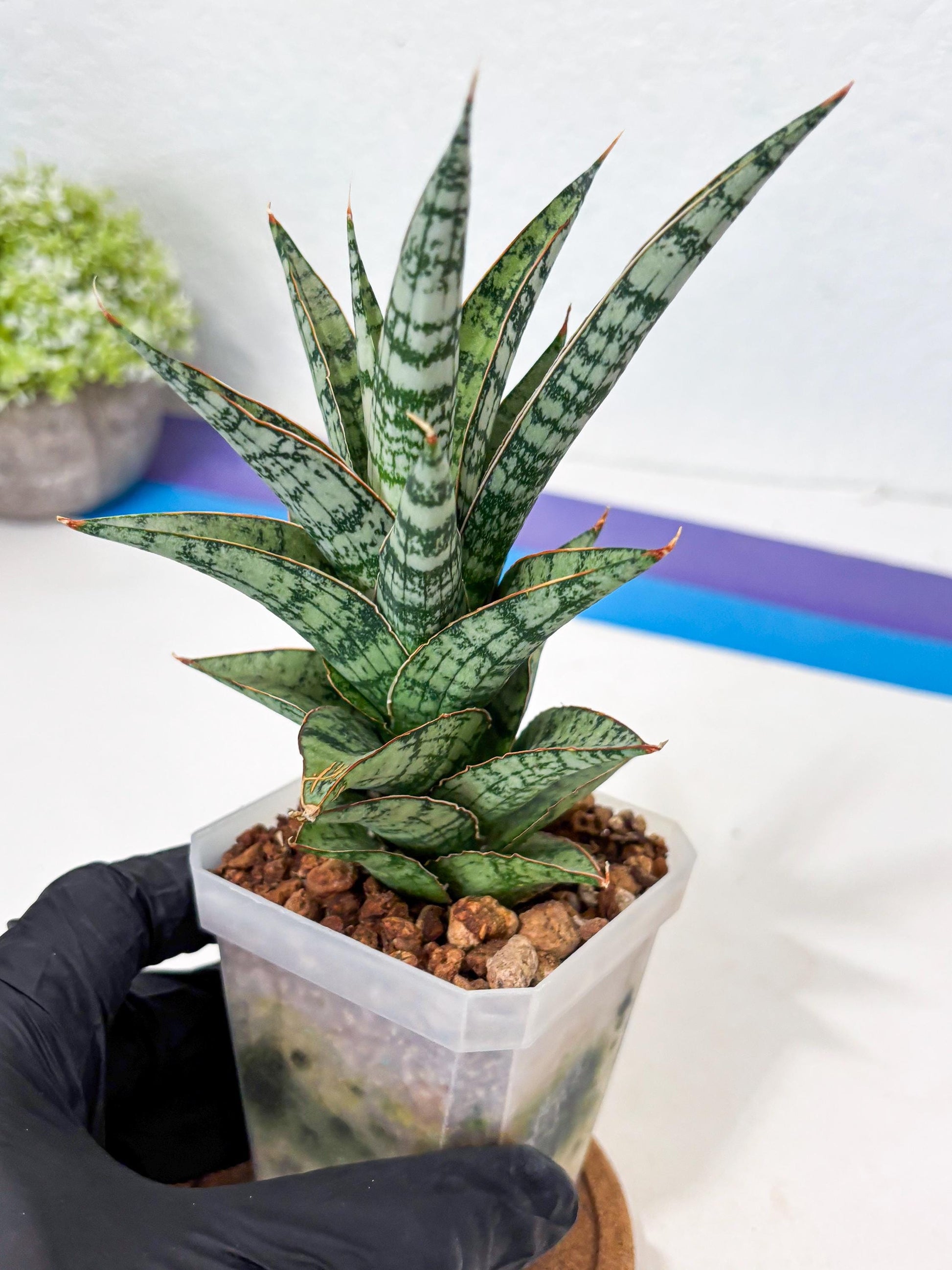 Sansevieria Riyad x spyder (Ha6) (4) | Rare Hybrid Species