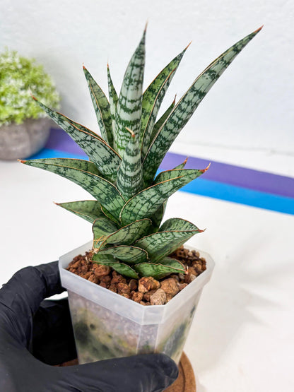 Sansevieria Riyad x spyder (Ha6) (4) | Rare Hybrid Species
