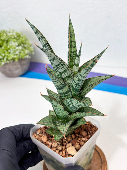 Sansevieria Riyad x spyder (Ha6) (4) | Rare Hybrid Species