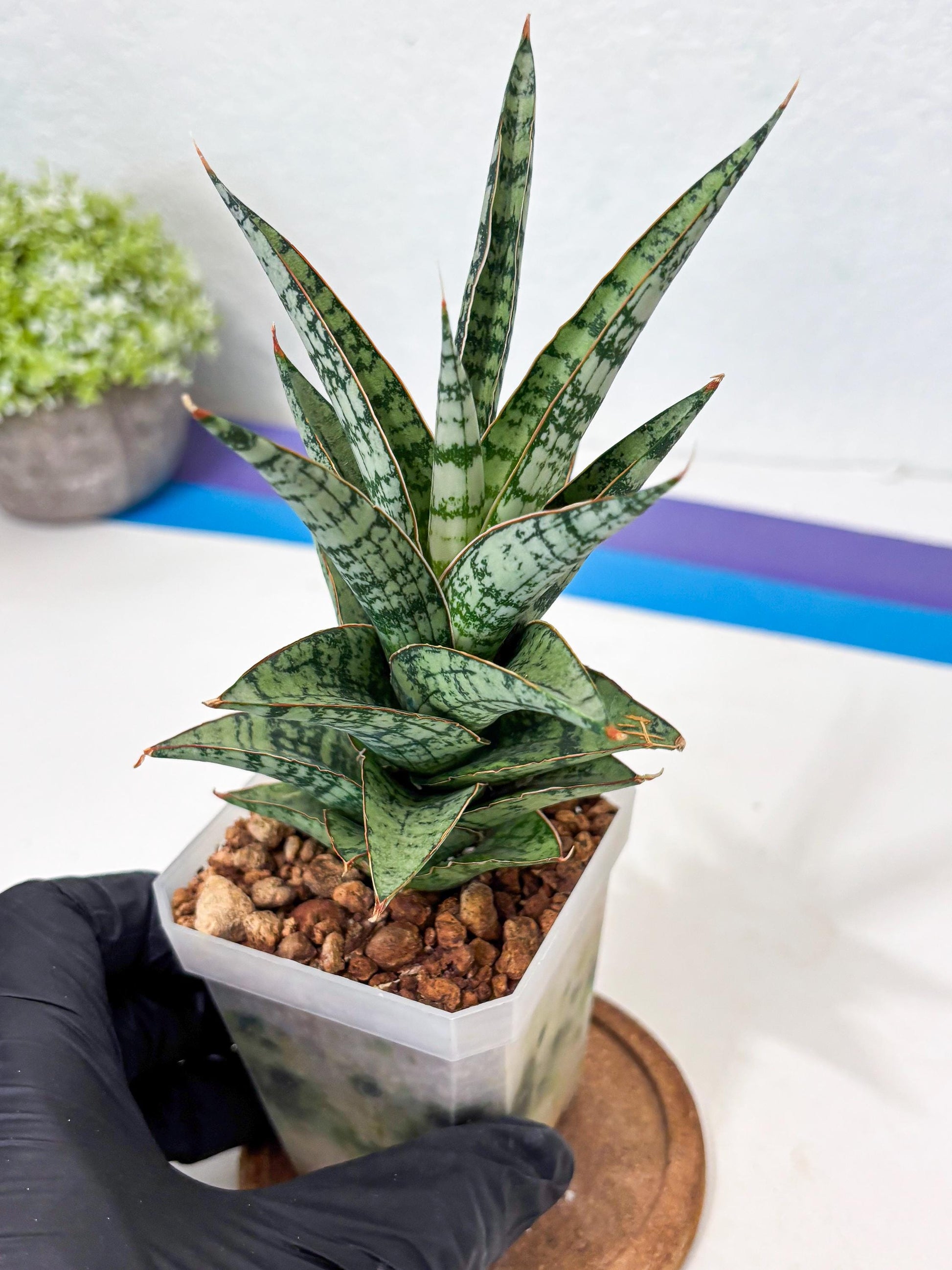 Sansevieria Riyad x spyder (Ha6) (4) | Rare Hybrid Species
