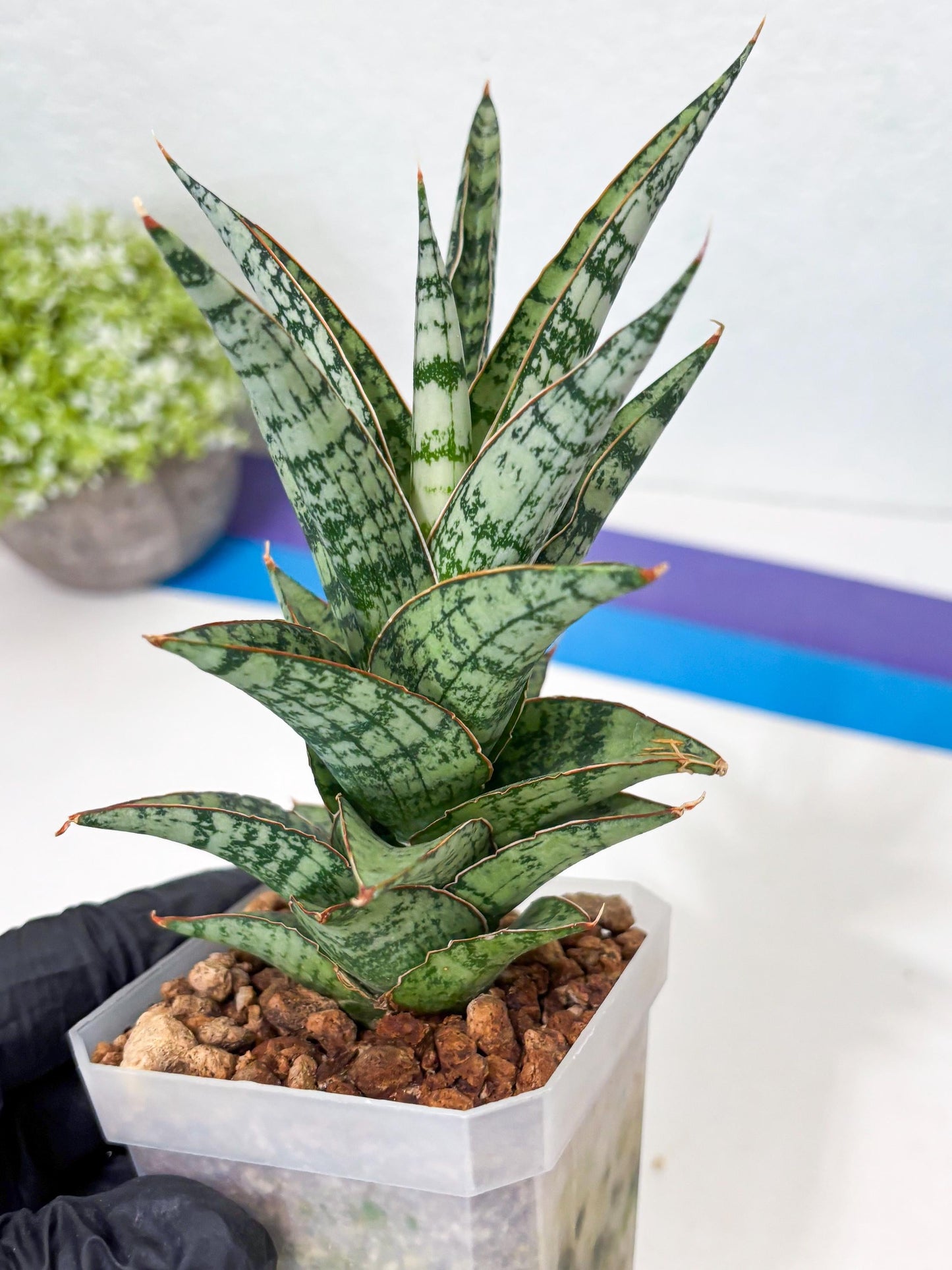 Sansevieria Riyad x spyder (Ha6) (4) | Rare Hybrid Species