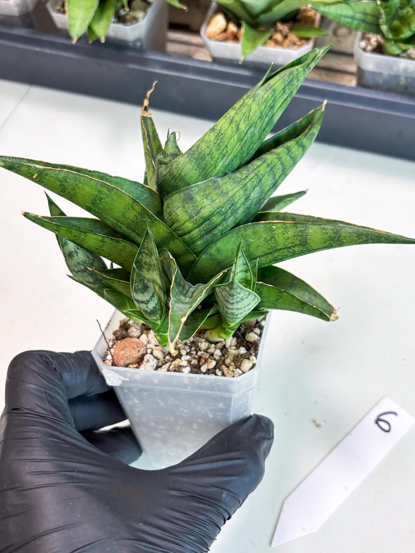 Sansevieria Dampit (Ha6) (6) | Imported New Hybrids