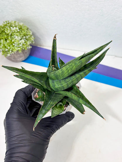 Sansevieria Dampit (Ha6) (6) | Imported New Hybrids