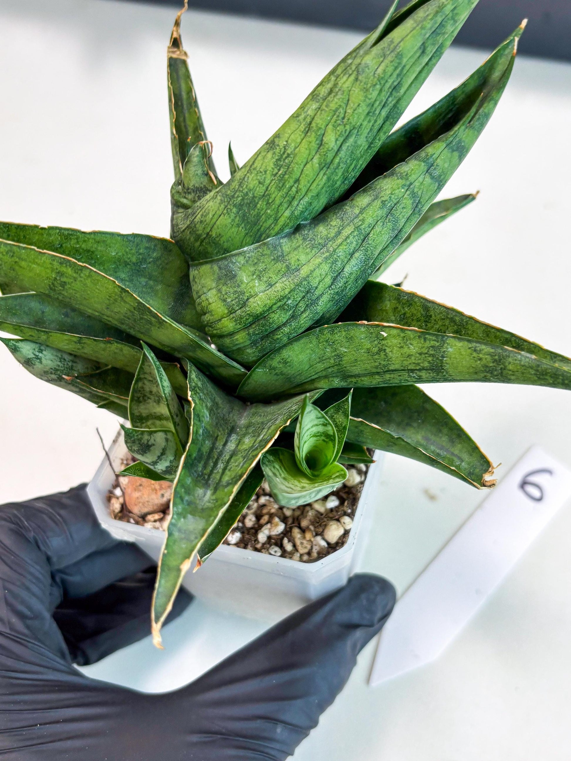 Sansevieria Dampit (Ha6) (6) | Imported New Hybrids