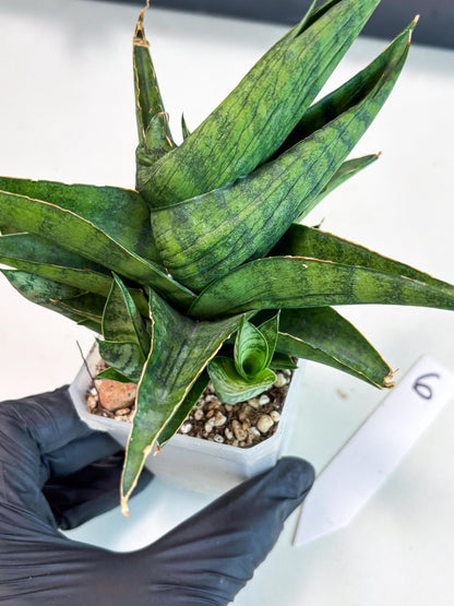 Sansevieria Dampit (Ha6) (6) | Imported New Hybrids