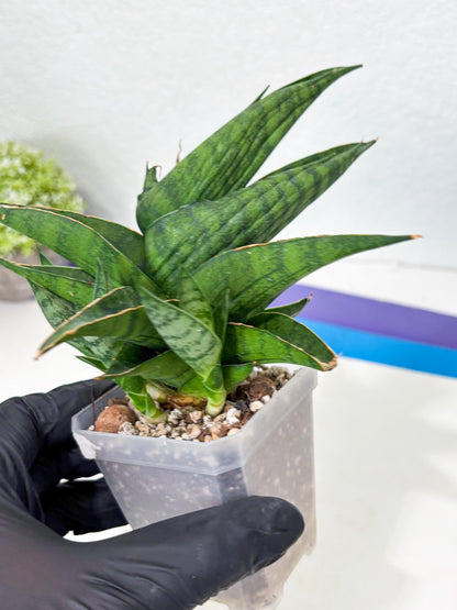 Sansevieria Dampit (Ha6) (6) | Imported New Hybrids