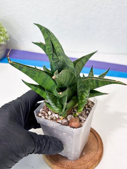 Sansevieria Dampit (Ha6) (6) | Imported New Hybrids