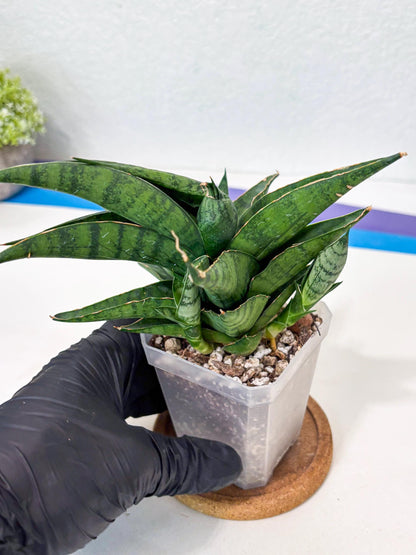 Sansevieria Dampit (Ha6) (6) | Imported New Hybrids