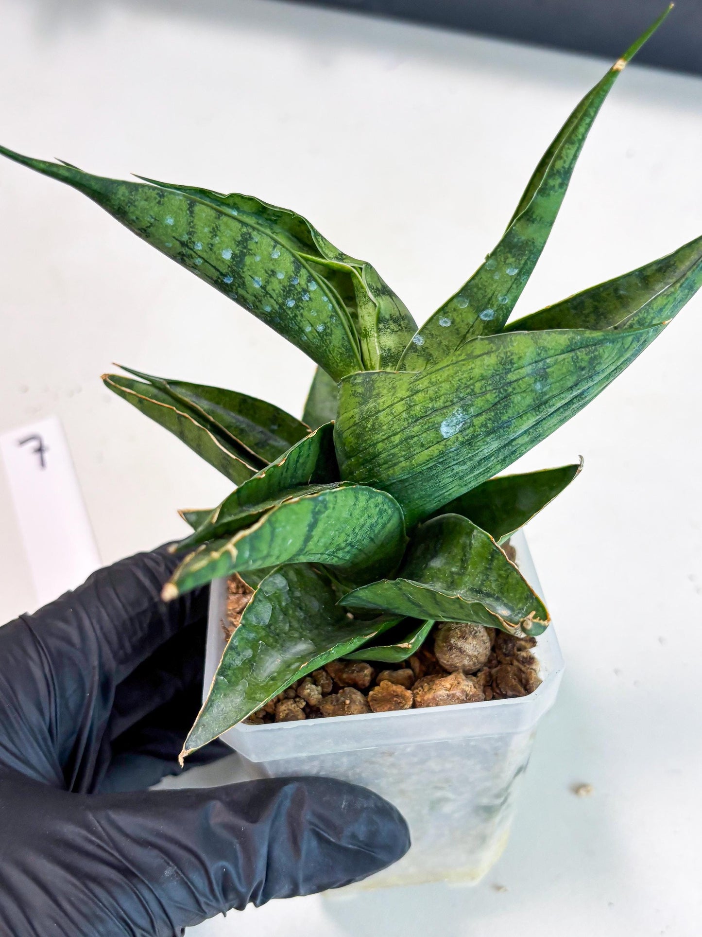 Sansevieria Dampit (Ha6) (7) | Imported New Hybrids