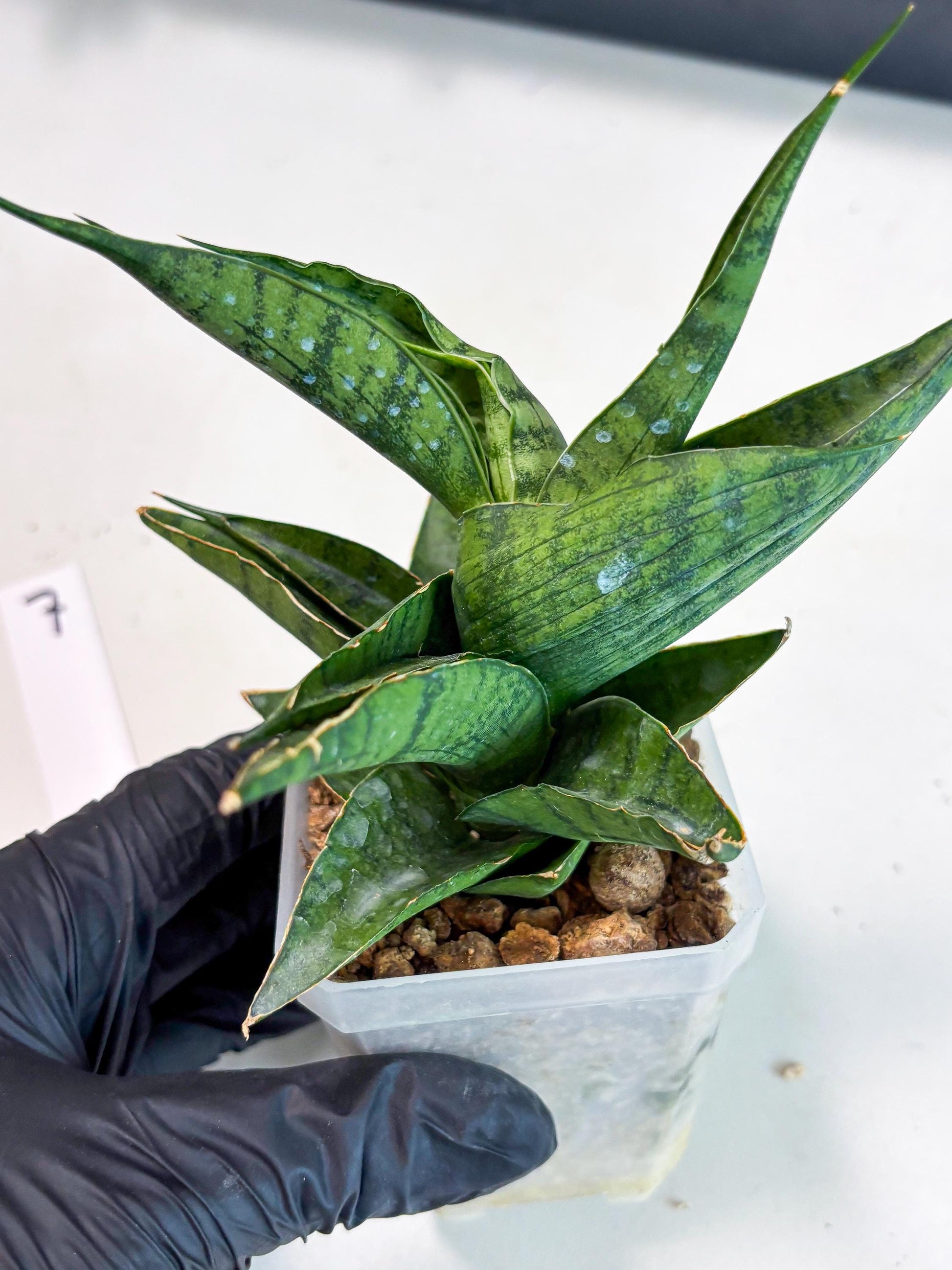 Sansevieria Dampit (Ha6) (7) | Imported New Hybrids