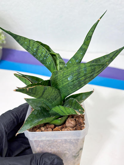 Sansevieria Dampit (Ha6) (7) | Imported New Hybrids