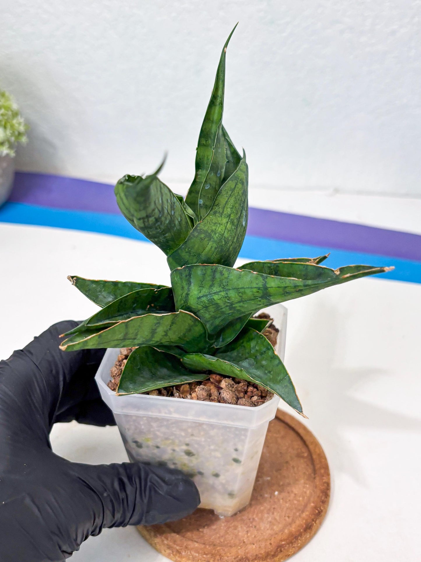Sansevieria Dampit (Ha6) (7) | Imported New Hybrids